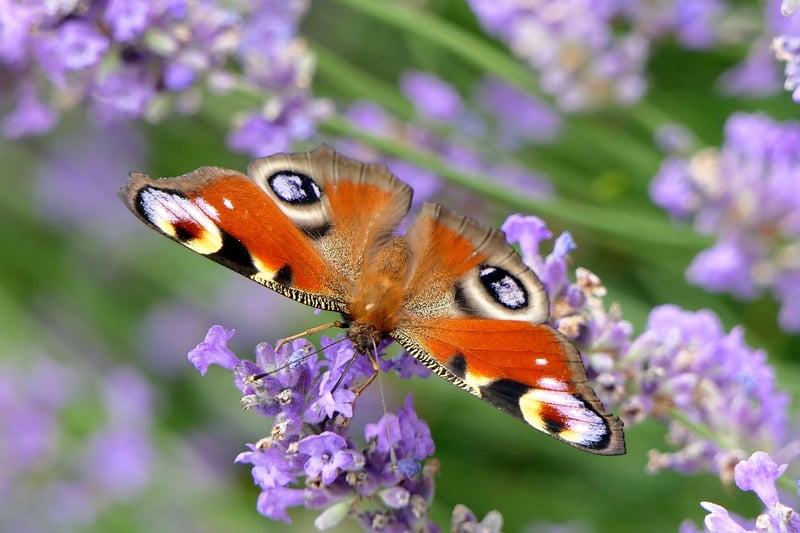 Butterfly Effect Prevention